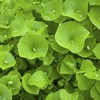From the Garden: Succulent and almost-meaty to eat... Claytonia is a real alternative to spinach