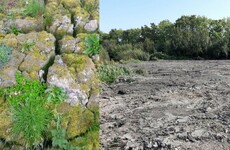 'A punch in the gut': Outrage as wetlands area in Tallaght is destroyed