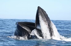 20 years on, first two humpback whales recorded by Irish group are still swimming together