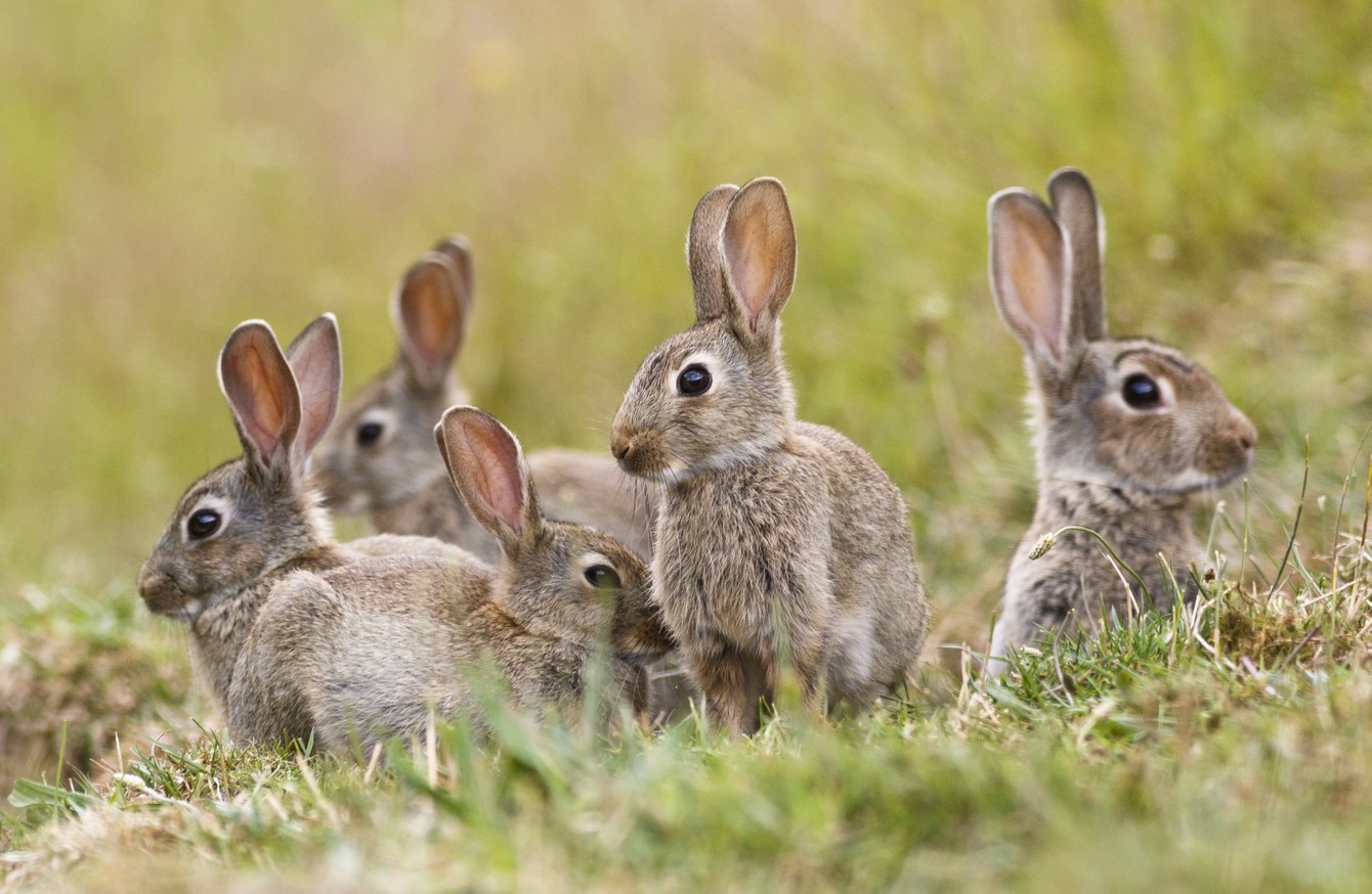 Presence Of Deadly Rabbit And Hare Disease Confirmed In Six Counties