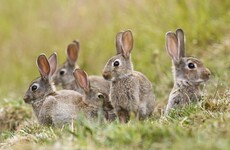Presence of deadly rabbit and hare disease confirmed in six counties across Ireland