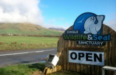 Dingle seal sanctuary: 'names have been given' to Gardaí