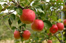 From the Garden: Storing, drying and stewing a large harvest of apples this season
