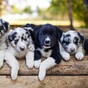 The Irish For: Cuddly mammals and furry predators