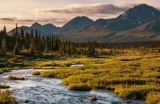 Saoirse McHugh: Community-led rewilding could bring life back to the countryside