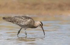 Ireland's Curlew population is 'on brink of extinction', warn conservationists