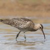 Ireland's Curlew population is 'on brink of extinction', warn conservationists