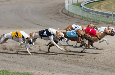 Igb best sale greyhound racing