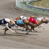 Greyhound board in 'shock' over decision to not promote the sport to tourists