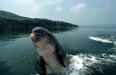 After 36 years, Fungie has become the Guinness World Records' oldest dolphin living alone