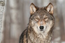Josepha Madigan rejects calls to reintroduce wolves into Ireland