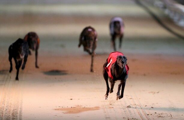 Taoiseach tells Dáil he goes to the dogs every Christmas, and plans to ...