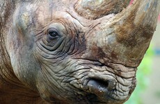 Irish man jailed in US for trafficking rhino horns