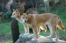 After 32 years, coroner agrees: Yes, baby Azaria WAS taken by a dingo