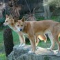 After 32 years, coroner agrees: Yes, baby Azaria WAS taken by a dingo