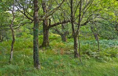 Government to plant 600,000 new native trees over next three years