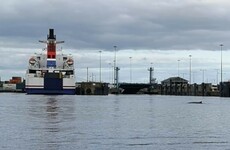 A whale has been spotted in the River Liffey