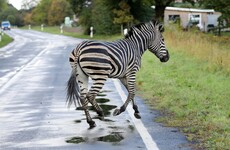 Zebra shot dead after causing road crash on German motorway