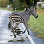 Zebra shot dead after causing road crash on German motorway