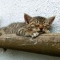 Cute Kitten of the Day Video