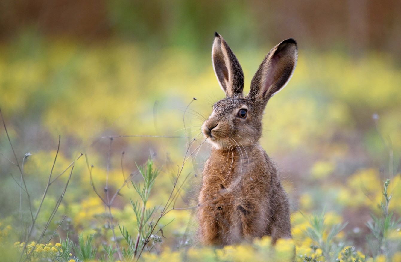 Five people fined for illegally hunting a hare in Co Mayo