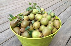 From the Garden: Harvesting, storing and pickling fresh pears this season