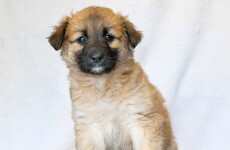 The ISPCA is appealing for homes for 3 puppies abandoned in Co Westmeath garden