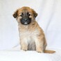 The ISPCA is appealing for homes for 3 puppies abandoned in Co Westmeath garden
