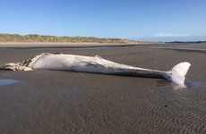 Whale that washed up on Dublin beach 'almost definitely the same whale that died in Dublin Port'