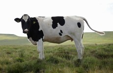 Dairy industry in Northern Ireland could be 'wiped out' by no-deal Brexit