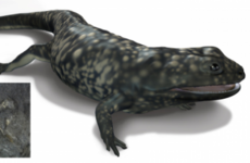 325-million-year-old amphibian fossil discovered in Co Clare