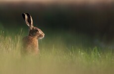 Man fined €500 for illegally hunting hares in Wexford reserve