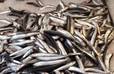 EU deal means eventual ban on throwing back unwanted dead fish