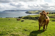 New beef task force will meet for the first time today