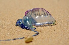 'Painful': Storm Lorenzo brought huge number of dangerous man o'war jellyfish to the Irish coast