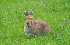 Suspension of hare coursing licences lifted in areas not affected by deadly virus