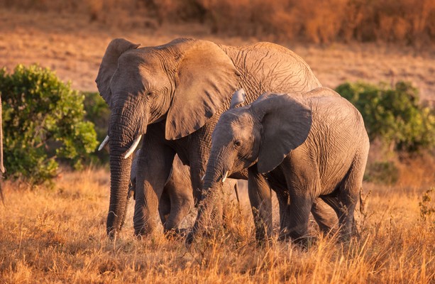 Dozens of elephants have died due to severe drought in Zimbabwe