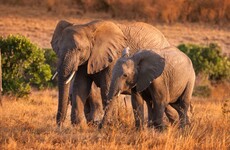Dozens of elephants have died due to severe drought in Zimbabwe