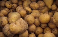 Ireland's potato crop is at risk because of bad weather conditions