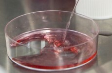 Poll: Do you support embryonic stem cell research?