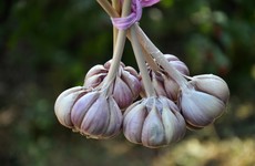 From the Garden: Sow your garlic before Halloween to ensure a plentiful crop by next June