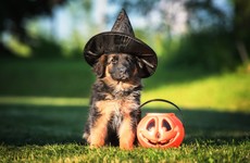 Are you a pet owner? Here's some advice on keeping them safe and content this Halloween