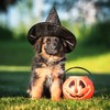 Are you a pet owner? Here's some advice on keeping them safe and content this Halloween