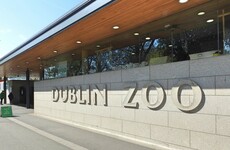 Pope visit and extreme weather send profits at Dublin Zoo company tumbling