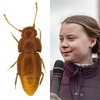 Newly discovered beetle named after climate activist Greta Thunberg