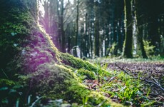 Opinion: Our forests could be a brilliant antidote for our reliance on fossil fuels - here’s why