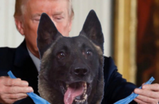 Donald Trump to bring 'beautiful dog, talented dog' from ISIS raid to the White House
