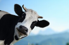 Reducing cow herd ‘last resort’ in tackling carbon emissions, says Varadkar