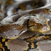 Woman found dead in US with python around her neck