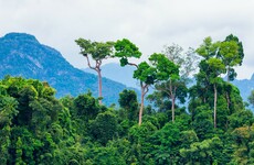 Indigenous Amazon land defender killed by illegal loggers in ambush